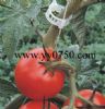 large scale farm agriculture plastic tomato clip