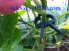 mass production agricultural plastic plant clip